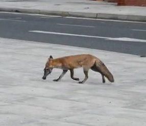 집비둘기는 왜 다른 새들보다 빠르고 높이 날아도 맹금류에게 사냥을 당해요?의 1번 째 이미지