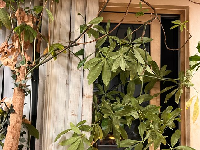 20년 넘게 집에 살고 있는 식물의 정체를 알려주세요?의 0번 째 이미지