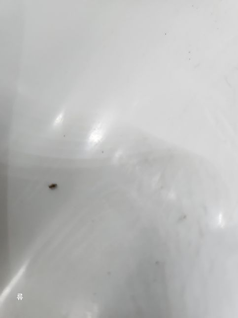 이벌레가 무슨벌레인가요? 쌀독에서..의 1번 째 이미지