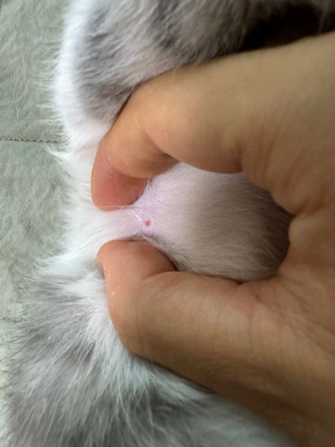 고양이 배에 붉은 여드름 같은거 뭔가요?의 0번 째 이미지