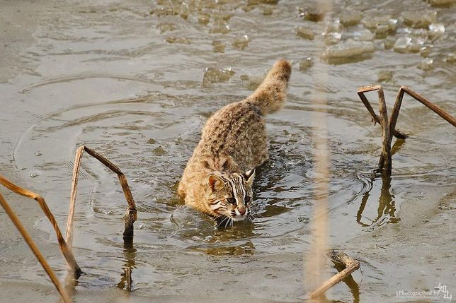 삵은 왜 호랑이나 동남아시아의 고기잡이고양이처럼 물을 좋아하는 습성이 있나요?의 1번 째 이미지