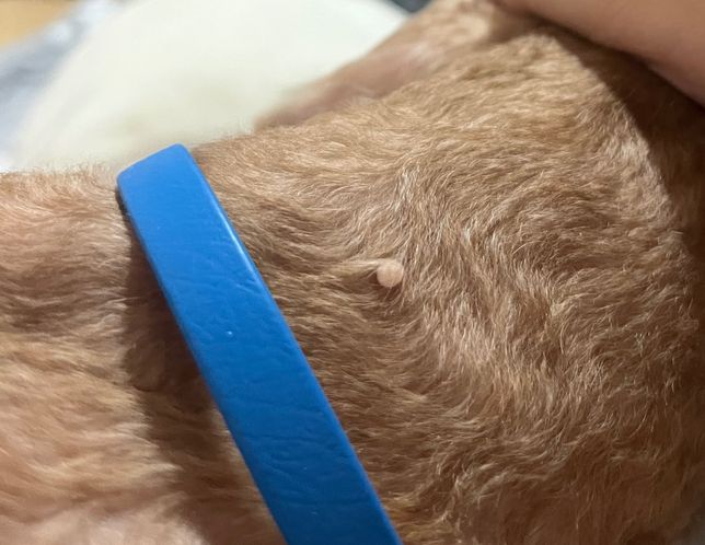 강아지 목에 이 하얀 뾰루지 같은거 뭔가요?의 0번 째 이미지