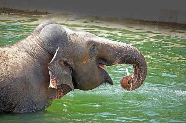 아시아코끼리는 아프리카코끼리와 달리 반수생동물에 가까워요?의 0번 째 이미지