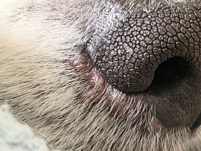 반려견 알레르기인가요? 다른 병원 가봐야 할까요?의 3번 째 이미지