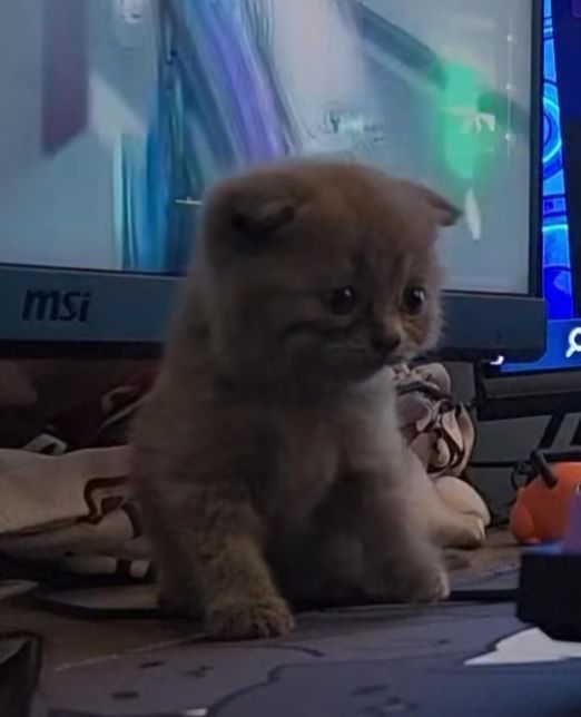 이 사진 고양이 종좀 알려주실수있나요?의 0번 째 이미지