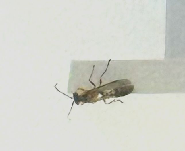 집에 들어온 벌레 노랑점나나니인가요?의 1번 째 이미지