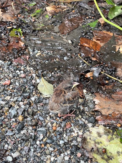 이거 무슨 새 인가요?? 길가에 있는디의 0번 째 이미지