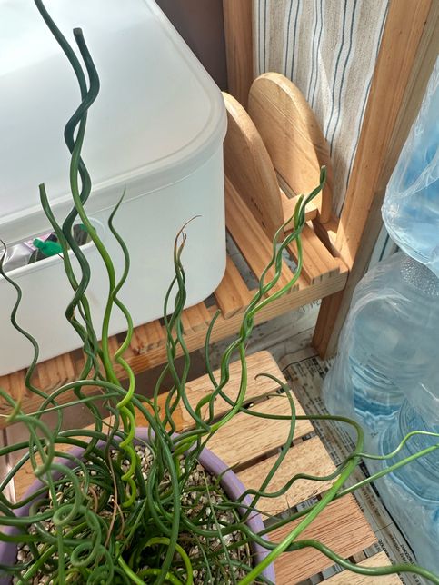 식물 잎 끝부분이 갈색으로 변하는 이유의 2번 째 이미지