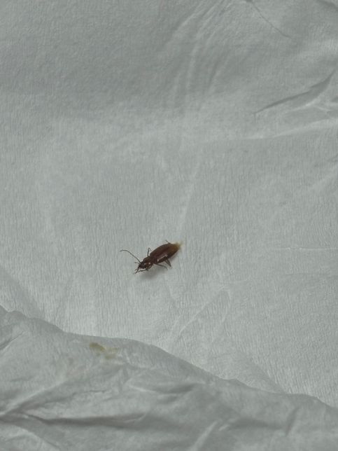 이거 무슨 벌레인지 아시는 분 계신가요?의 0번 째 이미지