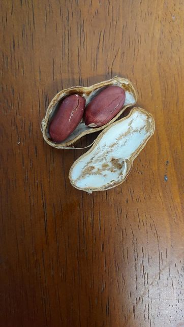 중국산 피땅콩 맛이 너무 이상한데 이유가 뭘까요? ㅜㅜ의 0번 째 이미지