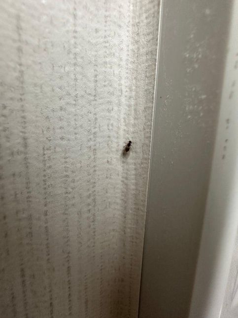 이벌레 이름이 대체 뭔가요 제발 알려주세요의 0번 째 이미지