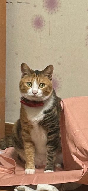 고양이가 자꾸 이렇게 쳐다봐요…왜이럴까요의 0번 째 이미지