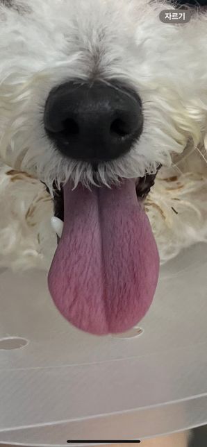 저희집 강아지 청색증 같나요 봐주세요의 1번 째 이미지