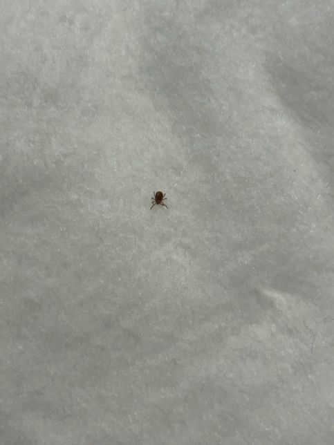 이런 벌레가 나왔는데 잘 아시는 분 있을까요 ??의 1번 째 이미지