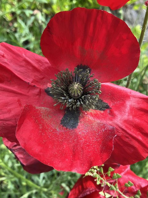 이거 마약 양귀비는 아니겠죠????의 0번 째 이미지