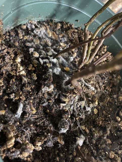 이거 화분에 곰팡이 핀건가요???ㅠㅠㅠ의 0번 째 이미지