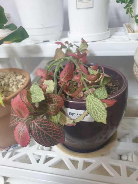 식물이 시들고 상태가 안좋아요...의 3번 째 이미지