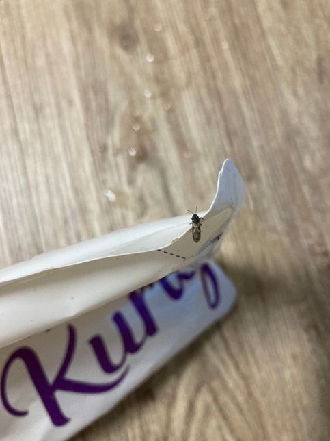 무슨 곤충인가요? 불빛애 달려든거 같은대의 0번 째 이미지