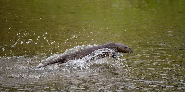 수달이 정말 뉴트리아를 제압해서 사냥할 수 있을까요?의 0번 째 이미지