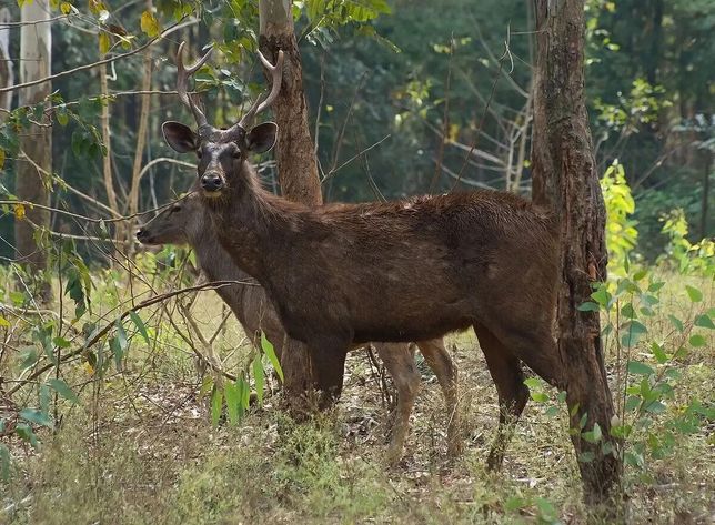 아시아에 사는 사슴의 일종인 삼바를 왜 물사슴이라고도 부르나요?의 2번 째 이미지