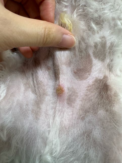 강아지(비숑) 피부에 딱지가 자꾸 생기네요의 0번 째 이미지