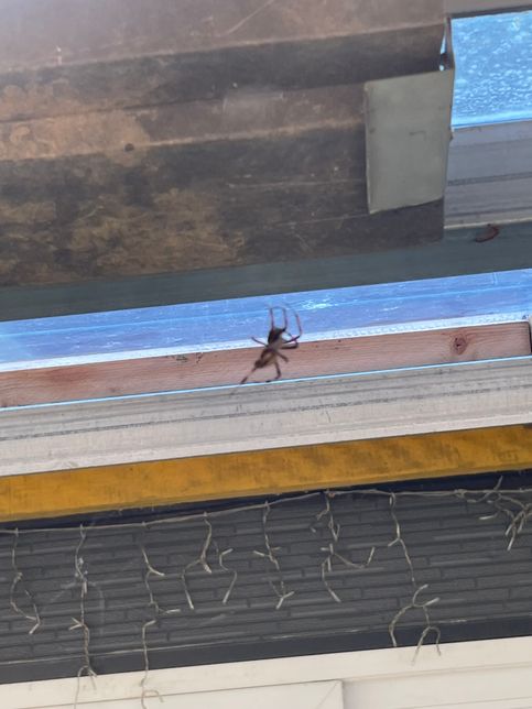 이거 무슨 거미인가요? 사진 화질은 안좋아요의 1번 째 이미지