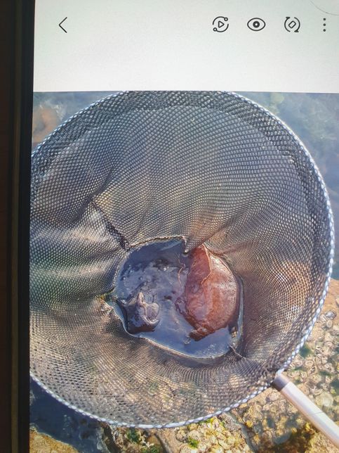 낚시하다가 누가 엄청큰물컹물컹한 물체를 군소라고 먹을수있다는데 맞는말인가요?의 0번 째 이미지