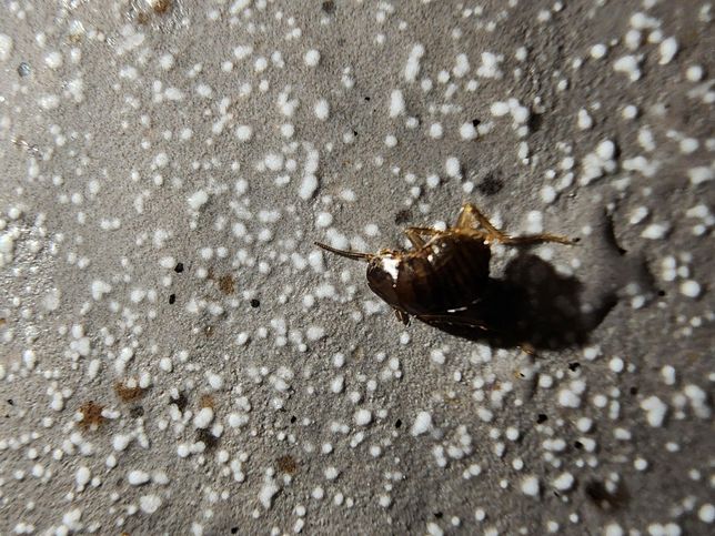 이 벌레 뭘까요? 아침에 갑자기 나왔어요의 0번 째 이미지