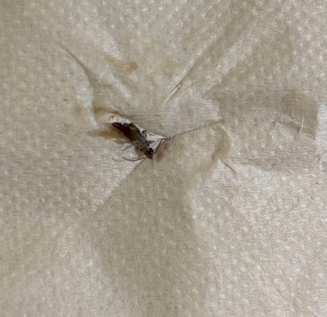 이 벌레 생기는 이유 그리고 퇴치방법 세입자가 주인에게 취할 수 있는 방법의 1번 째 이미지