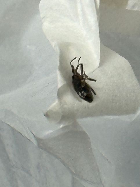 바퀴벌레 맞을까요 아닐까요 제발 알려주세요의 1번 째 이미지