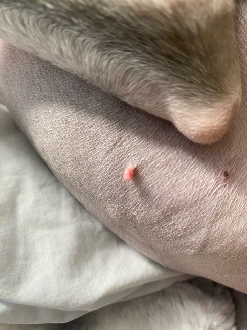 몆개월 전부터 강아지 배에 뭐가 났어요의 2번 째 이미지