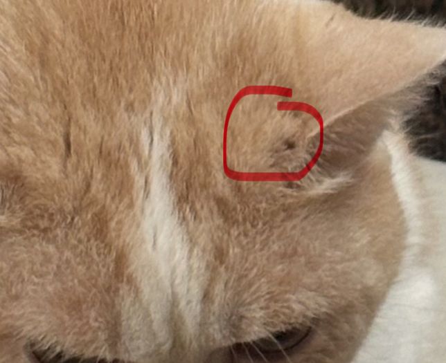 고양이 상처나면 털이 빠지기도 하나요? 아님 링웜일까요?의 0번 째 이미지