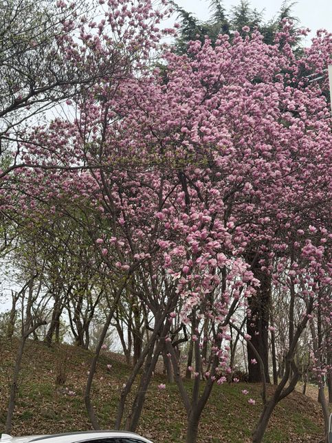 이 나무에 핀 꽃의 이름과 꽃말이 뭔가요ㅠㅠ의 1번 째 이미지