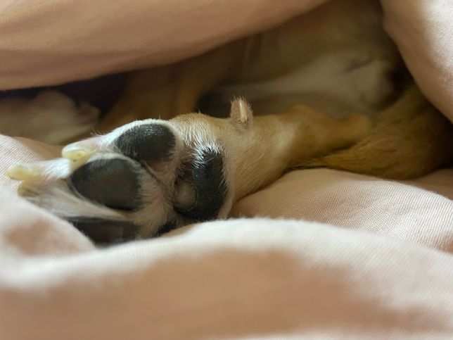 강아지 발 패드에 하얀 구멍같은건 뭔가요..?의 0번 째 이미지