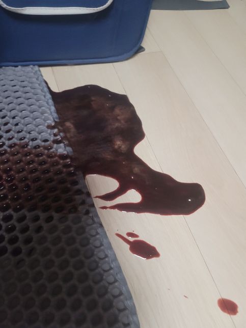 고양이 피토,구토,염증,위염,장 부음의 0번 째 이미지