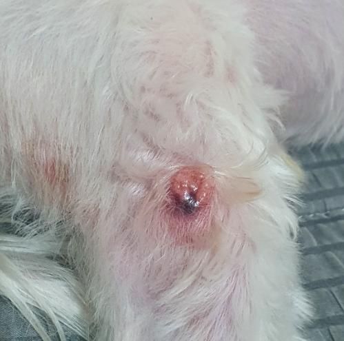 강아지 이런 피부병은 수술로 제거만이 유일한 방법인가요? 하루종일 빱니다의 0번 째 이미지