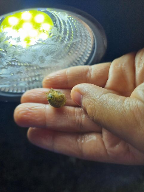 사진 속 이것이 무슨 해양 생물인가요?의 0번 째 이미지