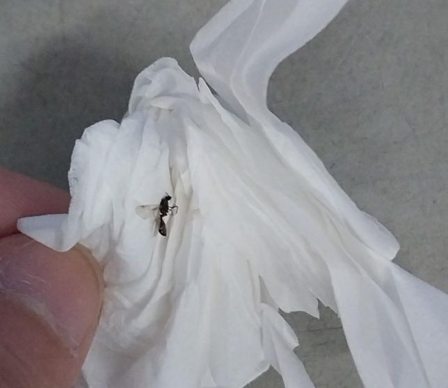 이건 무슨 벌레인가요? 일하다가 떨어졌어요의 0번 째 이미지