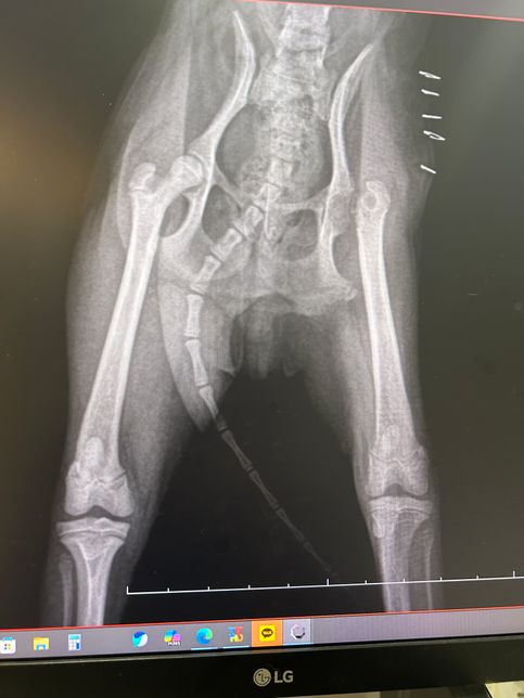 대퇴골두 상태좀 봐주시겠어요? 부탁해요의 0번 째 이미지