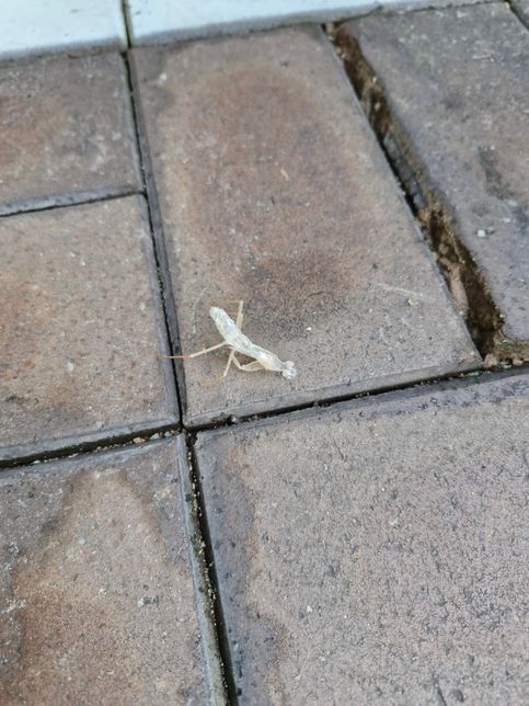 이 곤충은 어떤 곤충인지 궁금합니다.의 0번 째 이미지