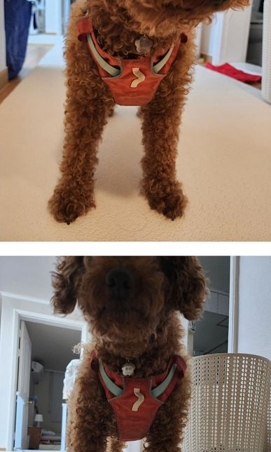 양측어깨관절아탈구 강아지 하네스 사용문의의 0번 째 이미지