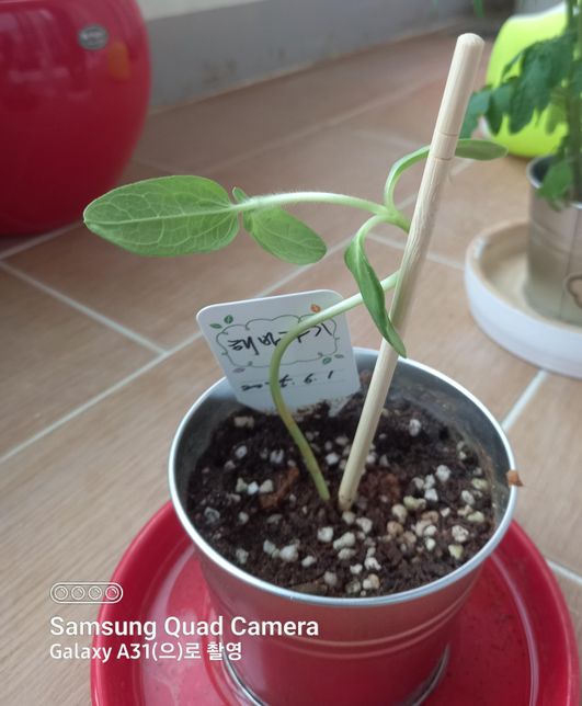 해바라기,미니토마토를 심었어요.의 0번 째 이미지