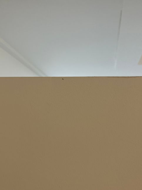 이 벌레가 요즘 곳곳에 보이고 튀어오르는데 뭔가요ㅠ의 0번 째 이미지