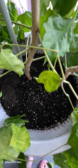 녹보수를 잘라서 흙꽂이를 했는데요!의 3번 째 이미지