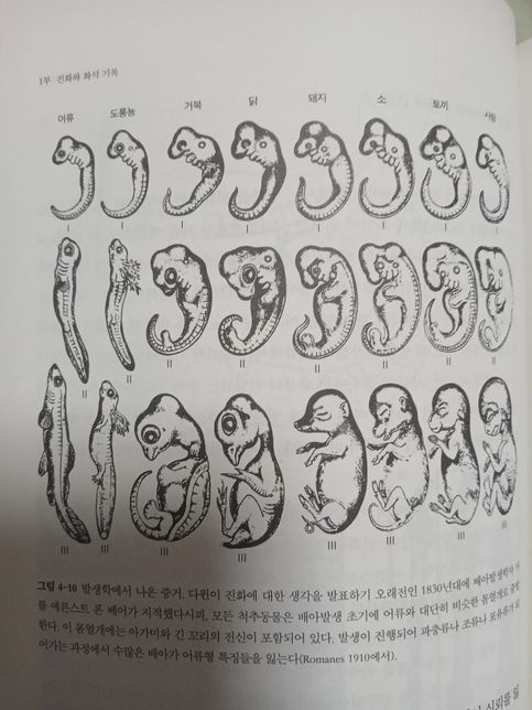 제가 알기로 헤켈 의 발생학의 잘못된 걸로 아는데 맞나요?의 0번 째 이미지