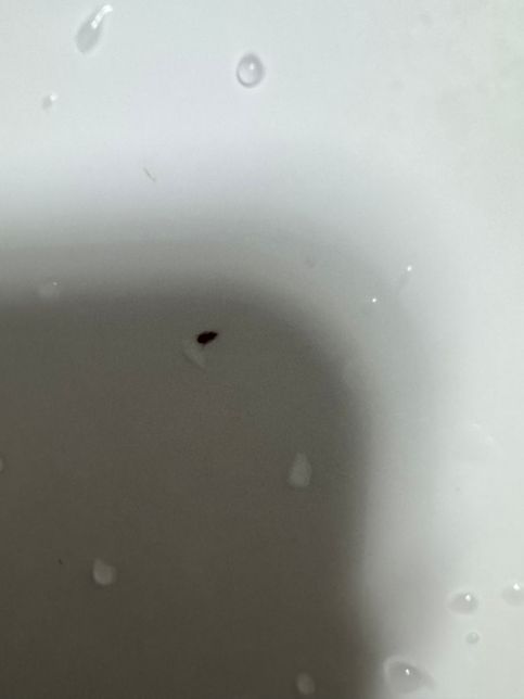 집 화장실과 북박이장에서 나오는 적갈색의 아주 작은 벌레 이름이 뭘까요 ㅜㅜ의 1번 째 이미지
