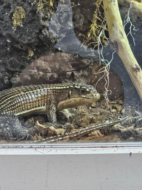 파충류 키우시는분들은 어디 동물병원이 좋은가요??의 0번 째 이미지