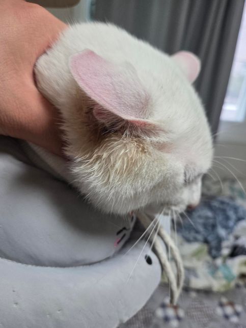 고양이 귀가 이상해요. 뭐가 문제 일까요?의 0번 째 이미지