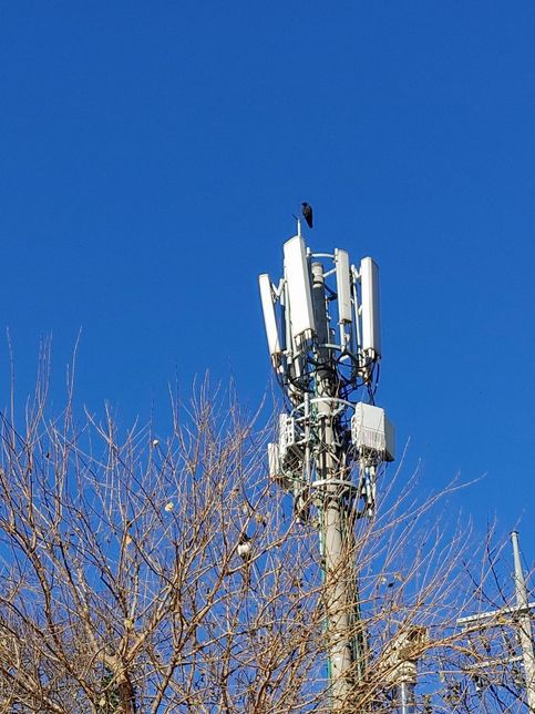 까치와 까마귀들이 늘어나면 육식동물인 맹금류 뿐 아니라 잡식성인 다른 새들도 다양한 구역을 찾아오기 힘들어요?의 2번 째 이미지