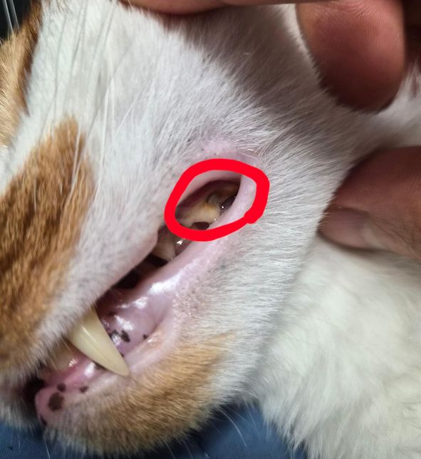 고양이 관련 치아 질문드립니다.(충치)의 1번 째 이미지